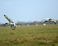 Ibis sacre_5268.jpg